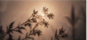 Sunlit wildflowers representing a conversation on psilocybin-assisted therapy research
